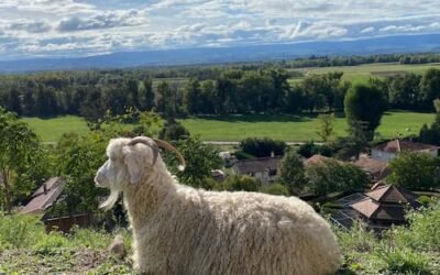 La bonne formation pour travailler avec les animaux