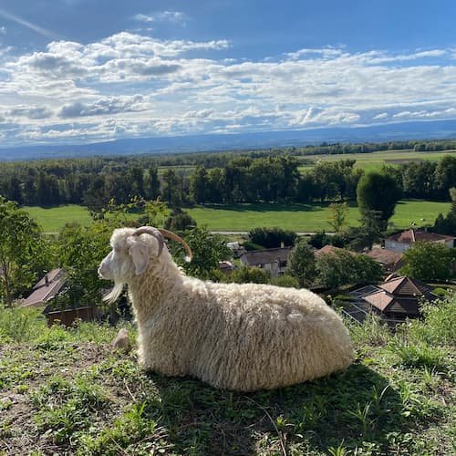 La bonne formation pour travailler avec les animaux